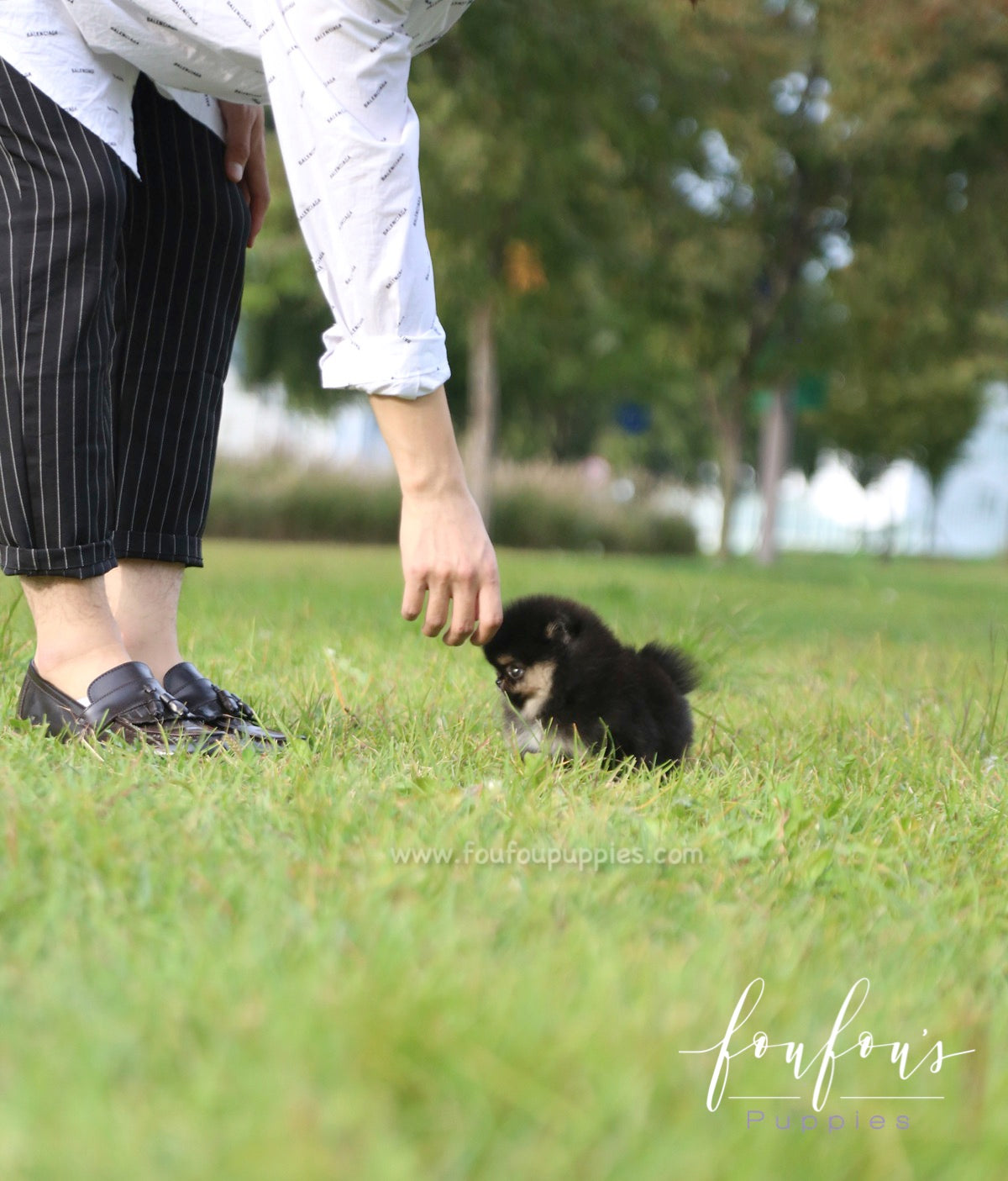 Tuxedo - Pomeranian M.