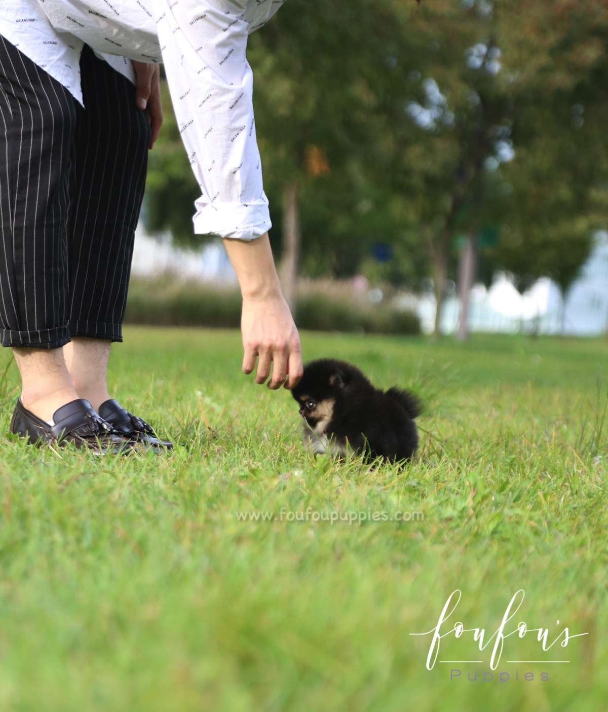 Tuxedo - Pomeranian M.