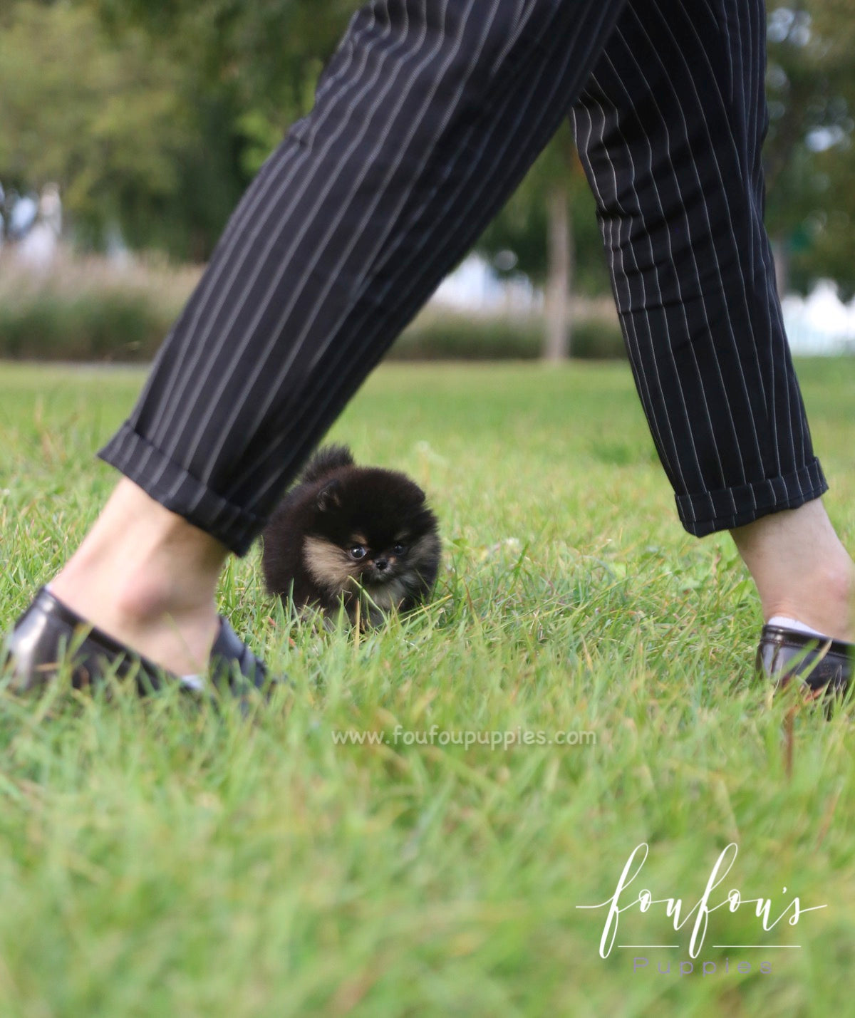 Tuxedo - Pomeranian M.