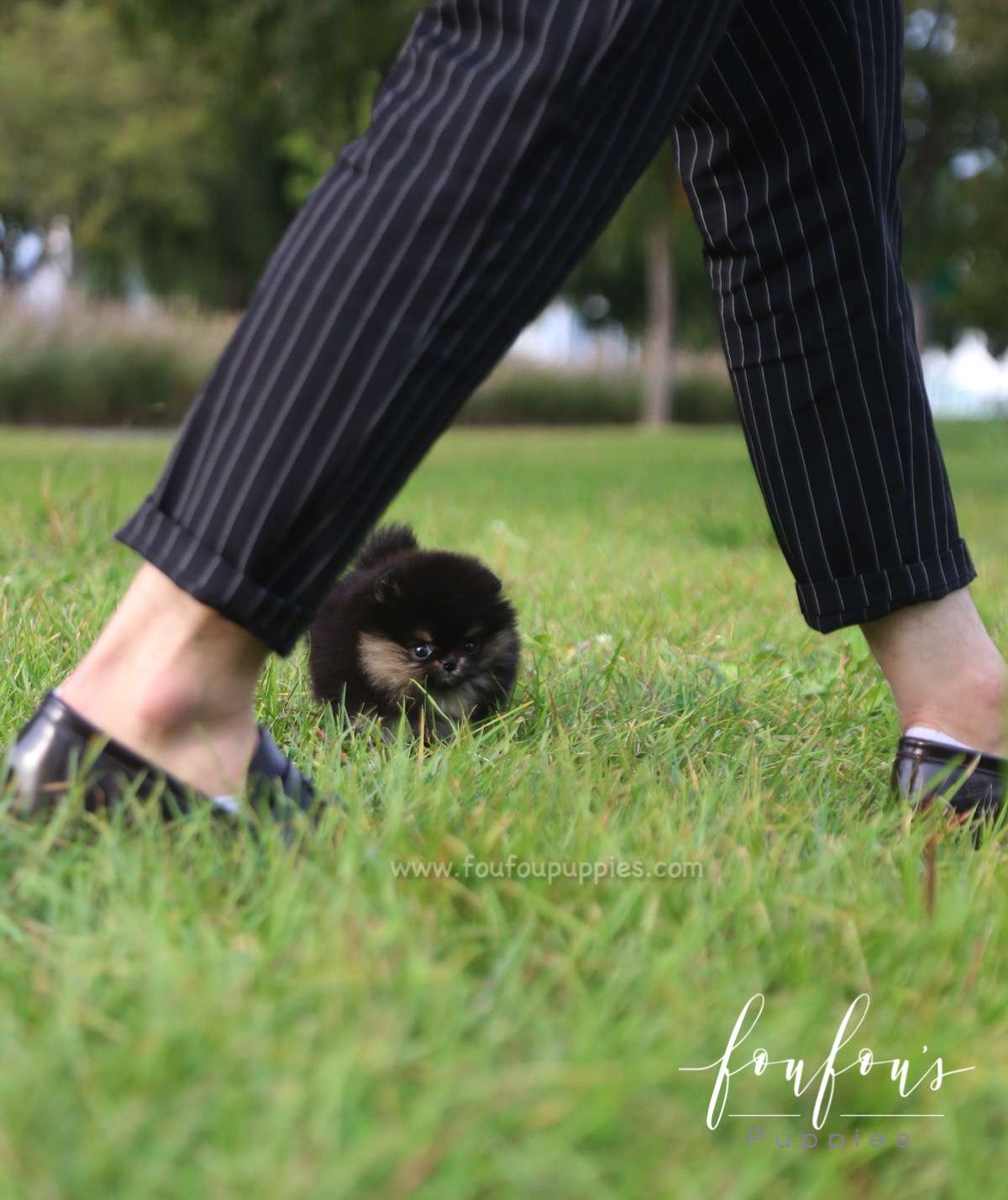 Tuxedo - Pomeranian M.