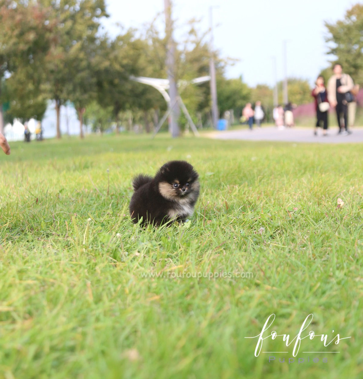 Tuxedo - Pomeranian M.