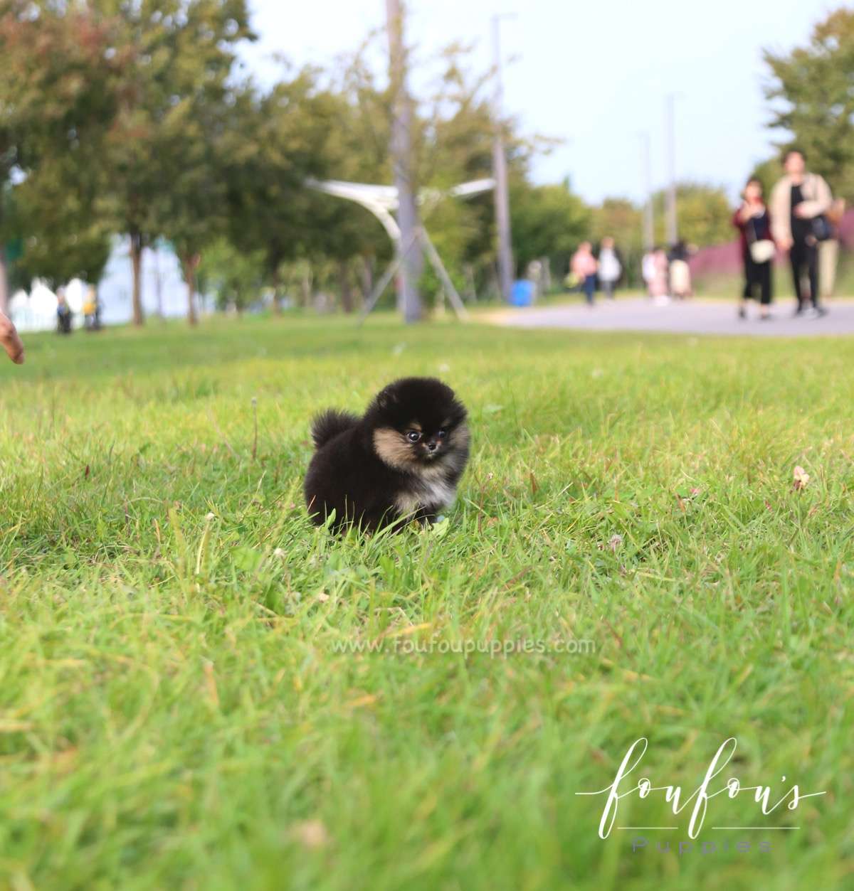 Tuxedo - Pomeranian M.