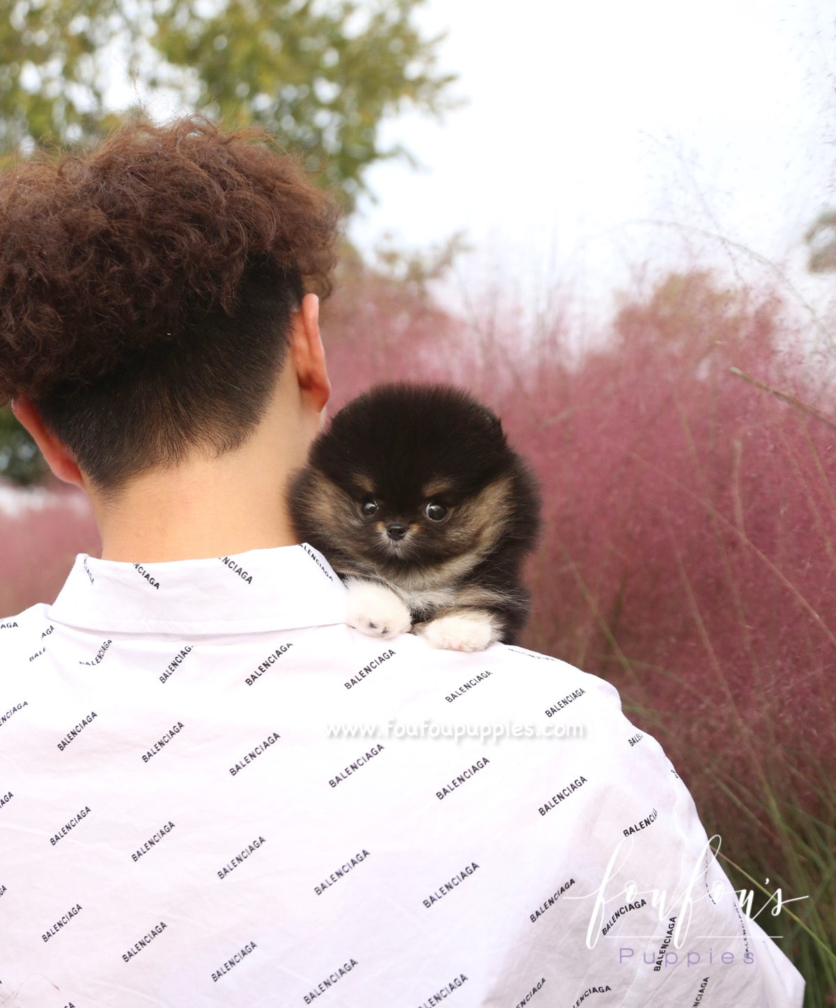 Tuxedo - Pomeranian M.