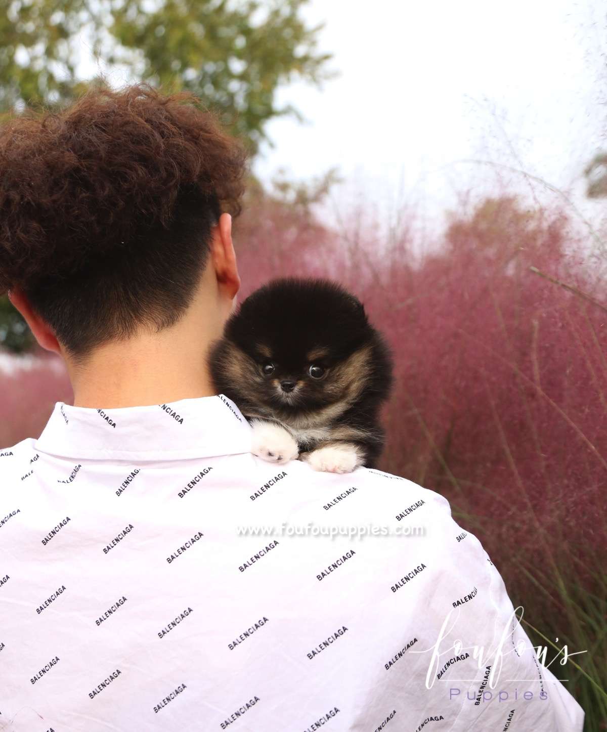 Tuxedo - Pomeranian M.