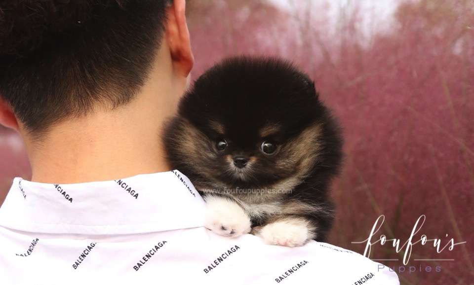 Tuxedo - Pomeranian M.