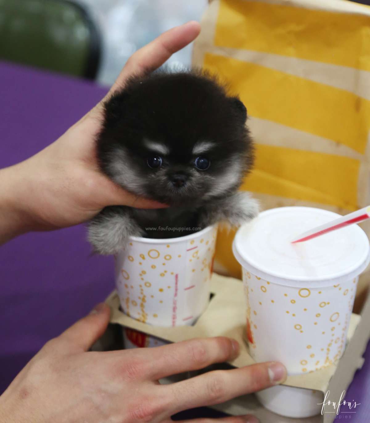 Oreo - Pomeranian M.