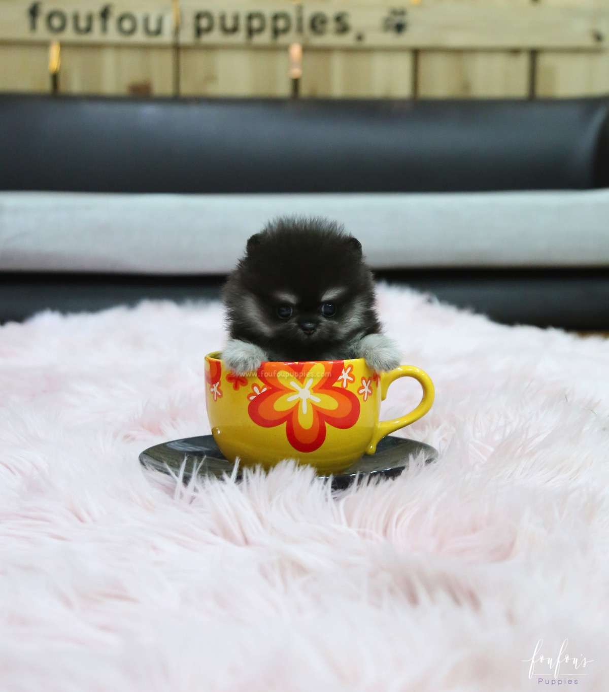 Oreo - Pomeranian M.