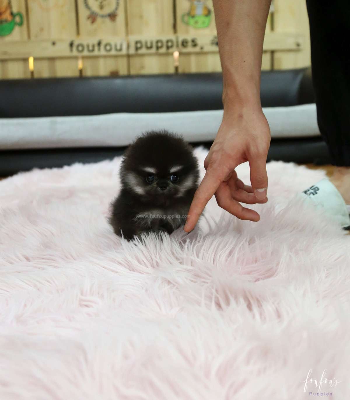 Oreo - Pomeranian M.