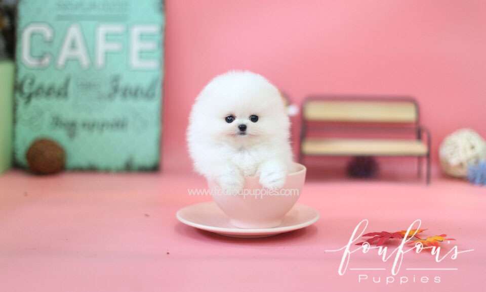 Babe - Pomeranian M.