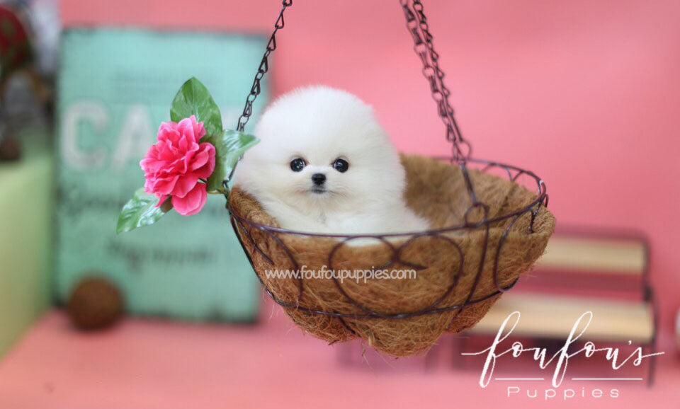 Babe - Pomeranian M.