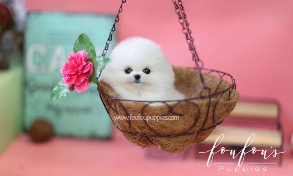 Babe - Pomeranian M.