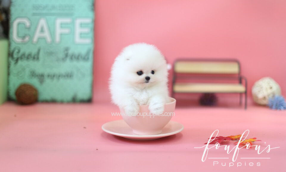 Babe - Pomeranian M.