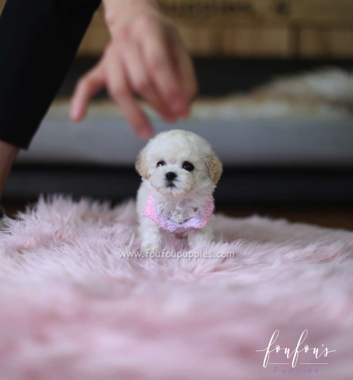 Bali - Poodle M.