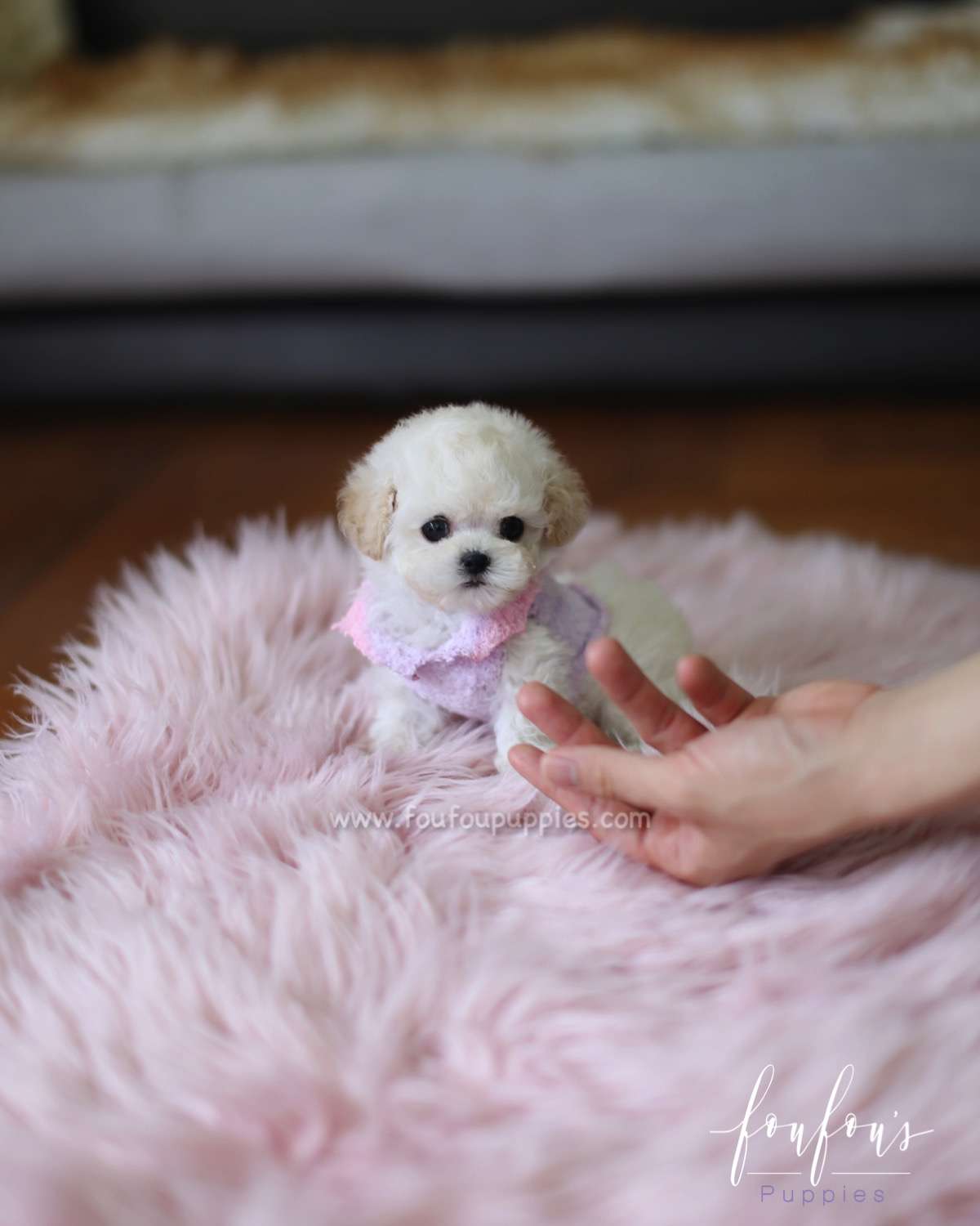 Bali - Poodle M.