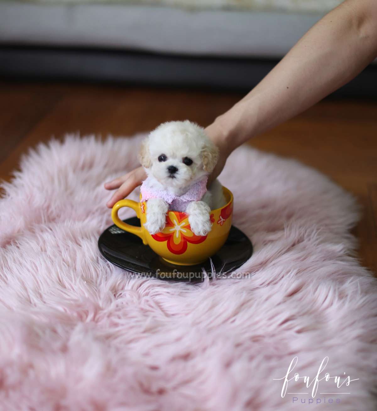 Bali - Poodle M.