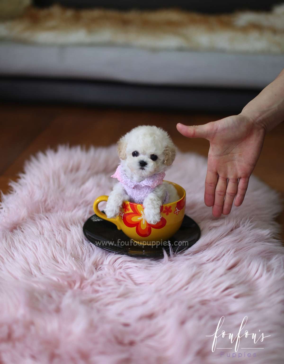 Bali - Poodle M.