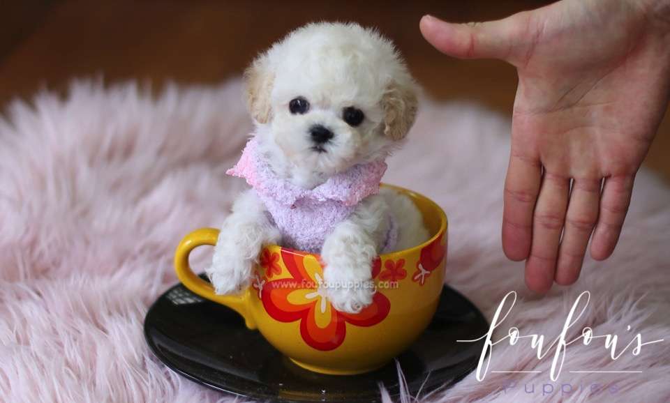 Bali - Poodle M.