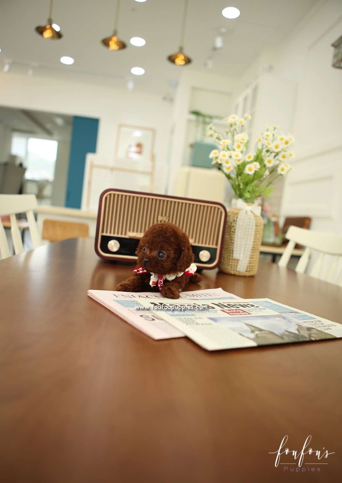 Lady - Poodle F.