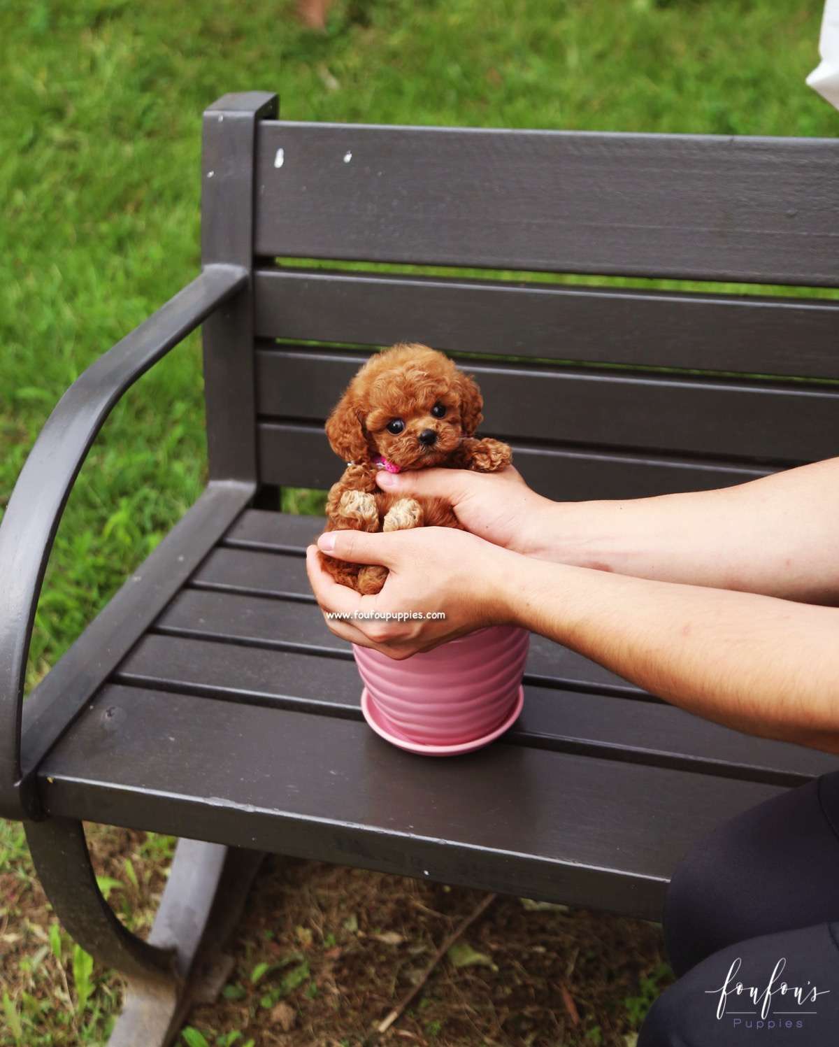 Bambi - Poodle F.