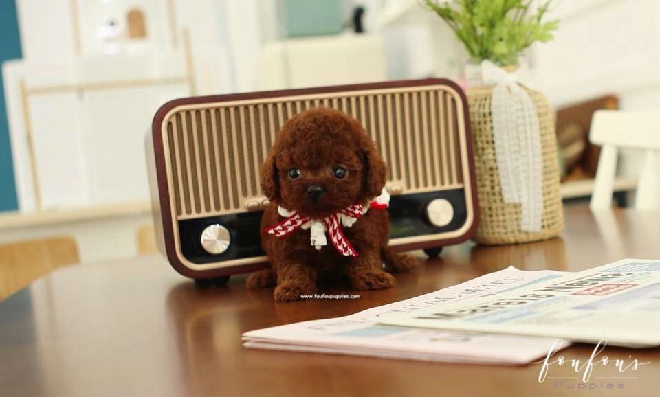 Lady - Poodle F.