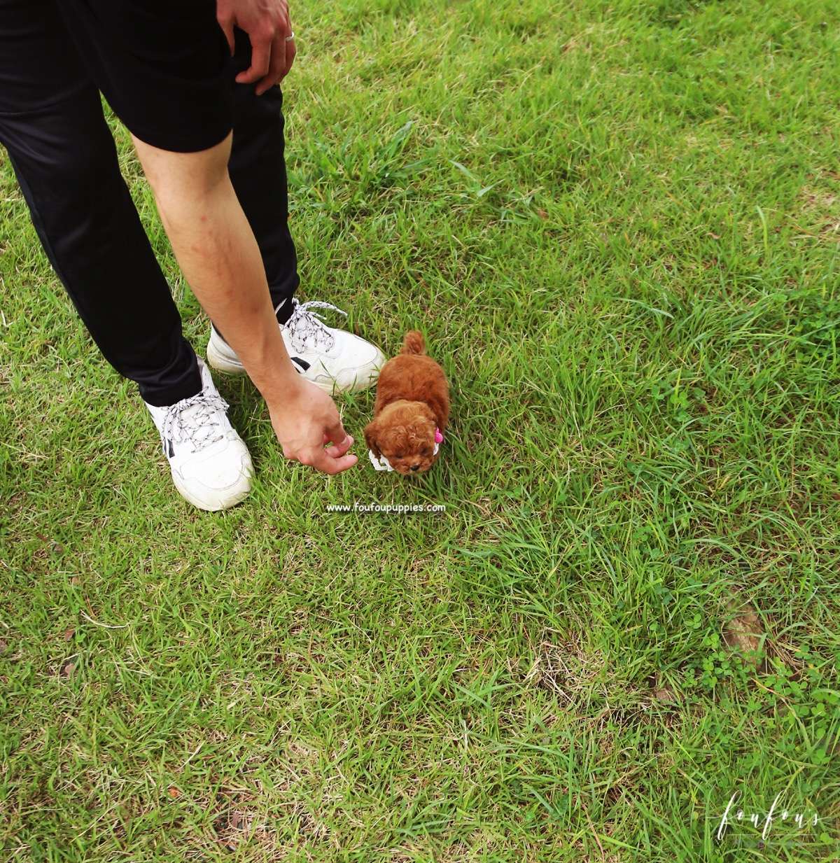 Bambi - Poodle F.