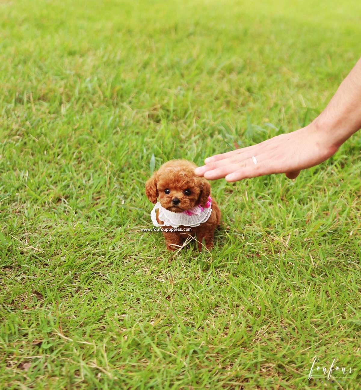 Bambi - Poodle F.
