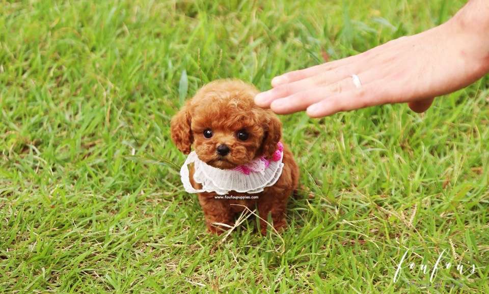 Bambi - Poodle F.