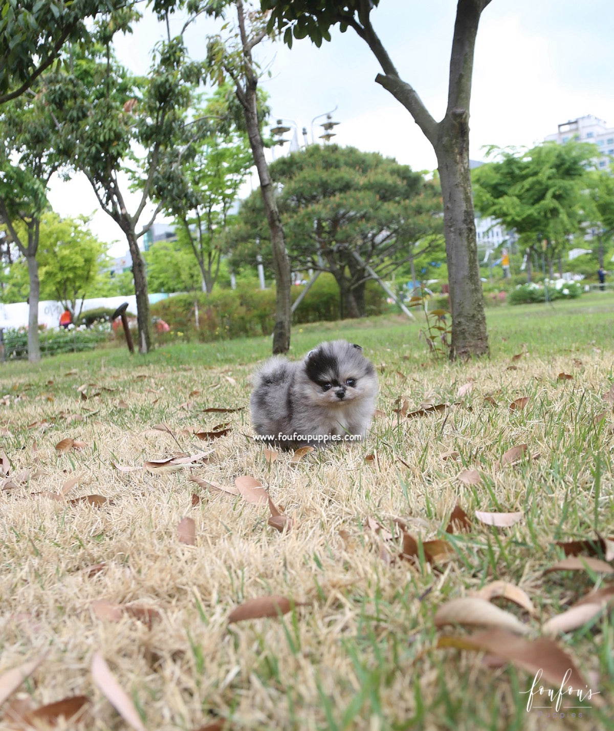 Bandit - Pomeranian M.
