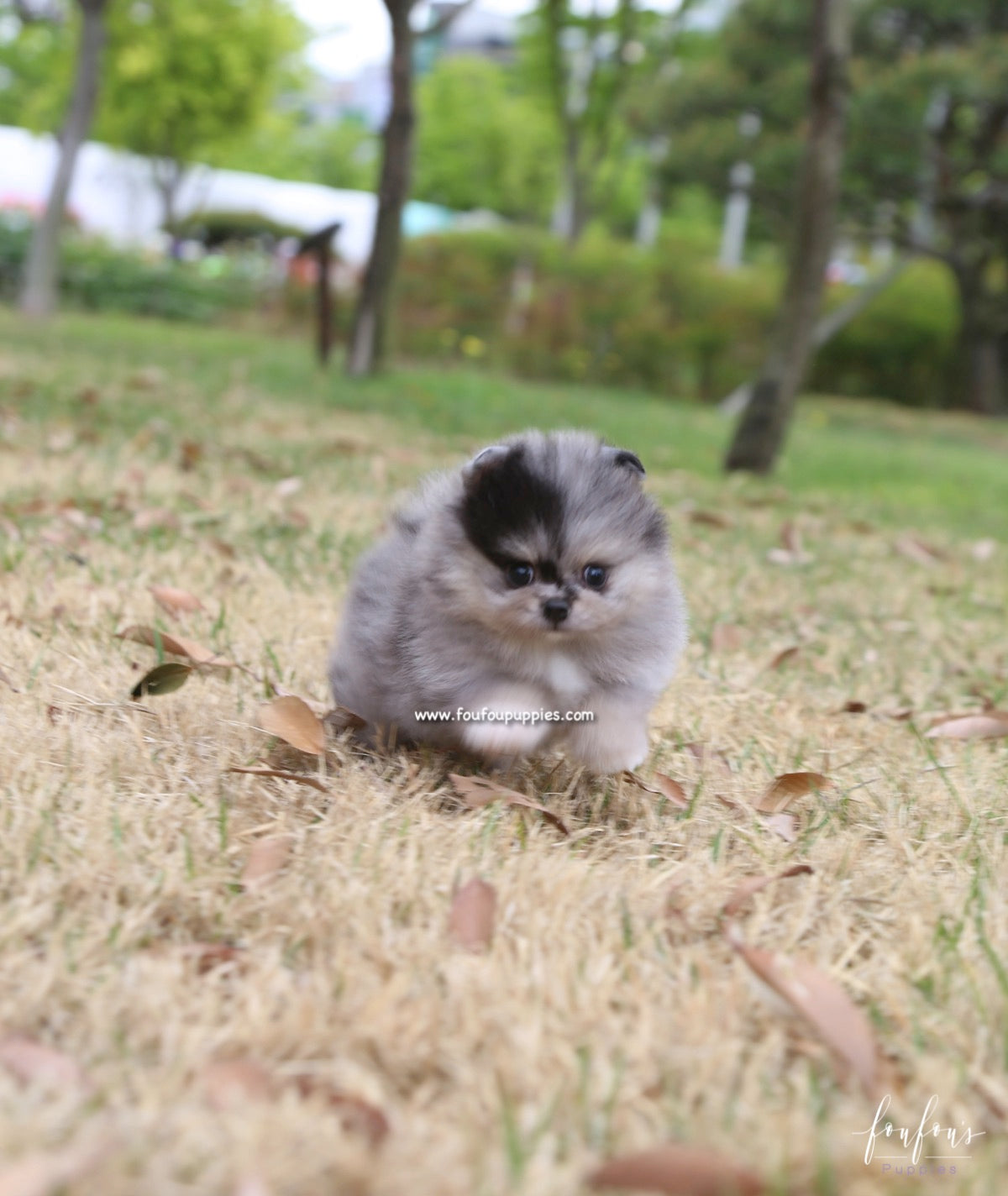 Bandit - Pomeranian M.