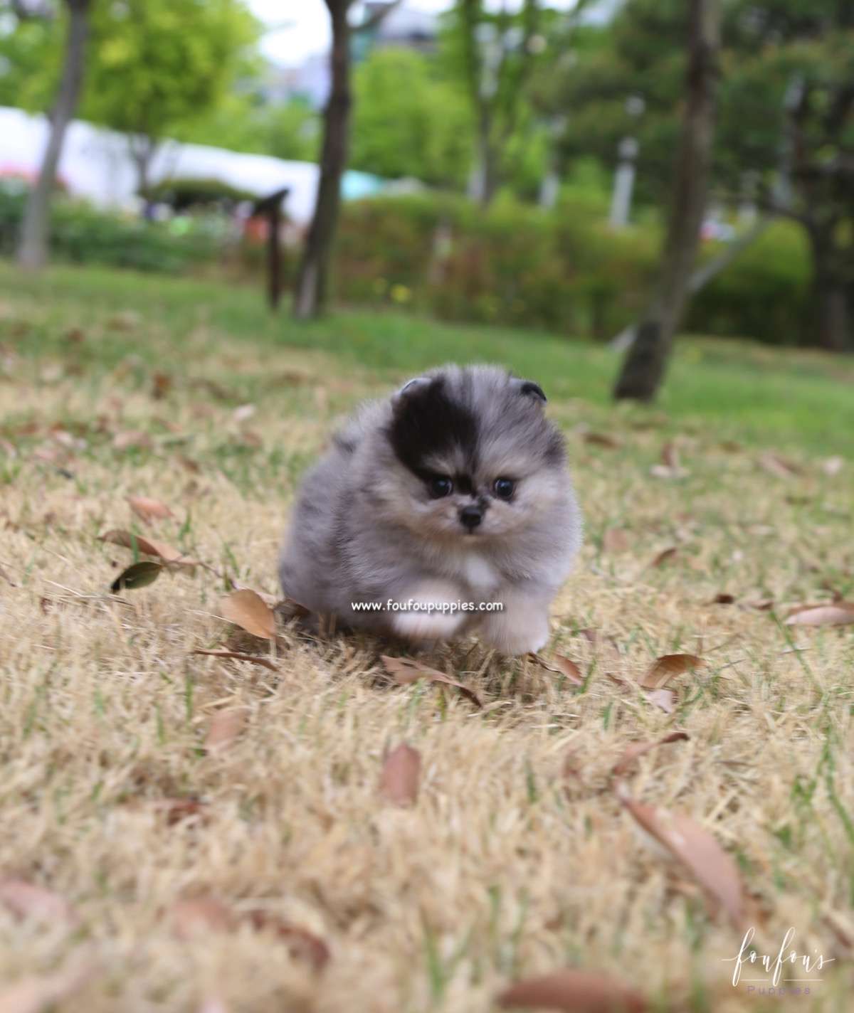 Bandit - Pomeranian M.