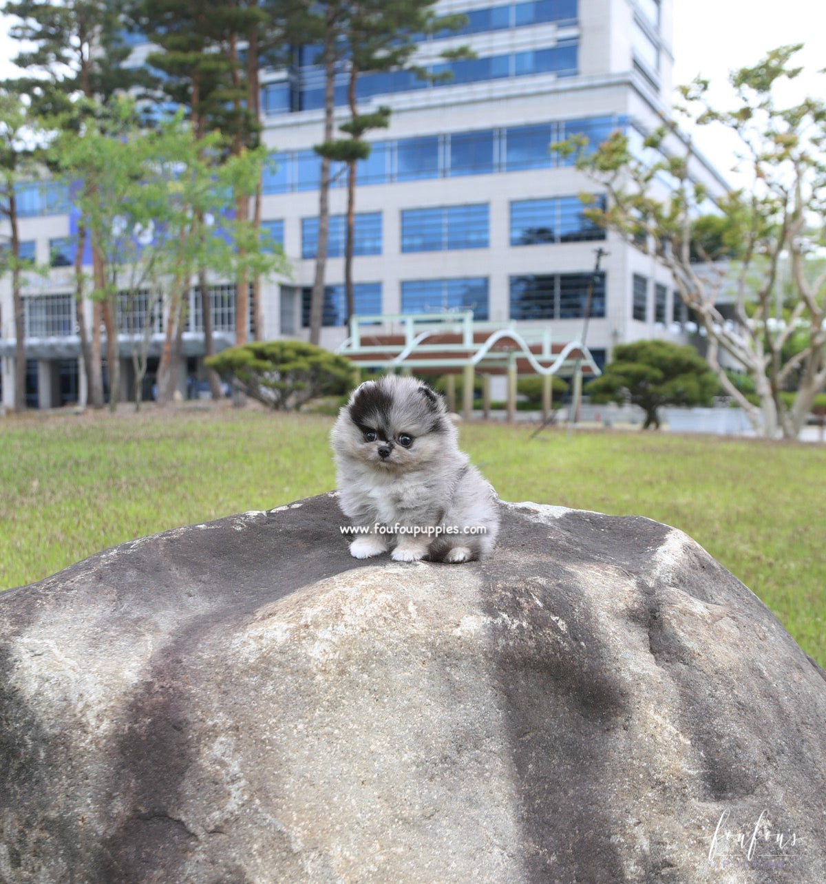 Bandit - Pomeranian M.