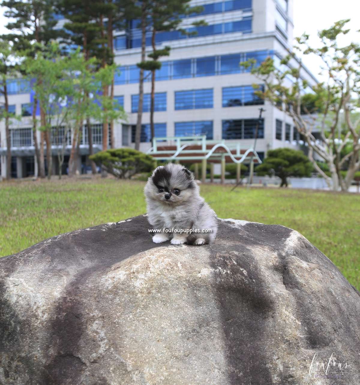 Bandit - Pomeranian M.