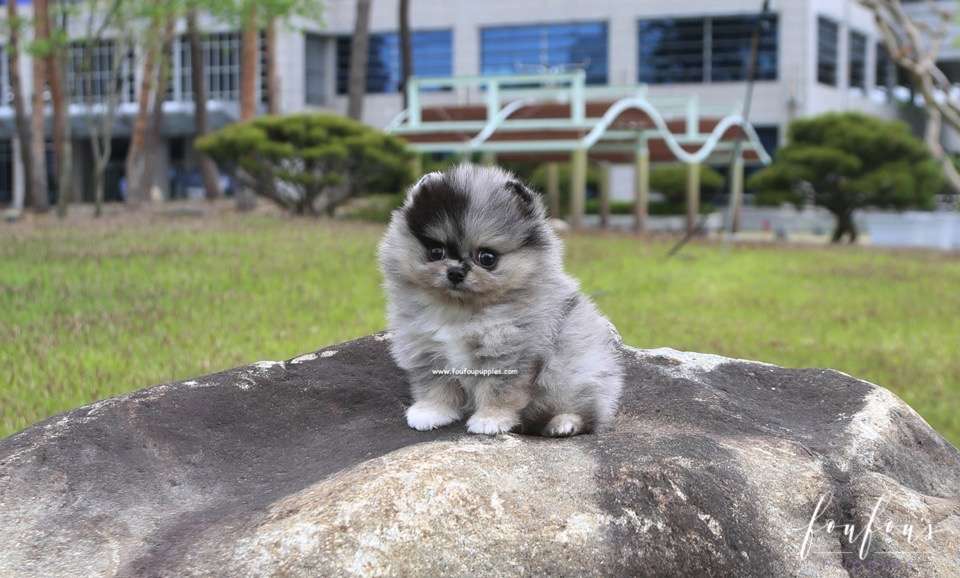 Bandit - Pomeranian M.