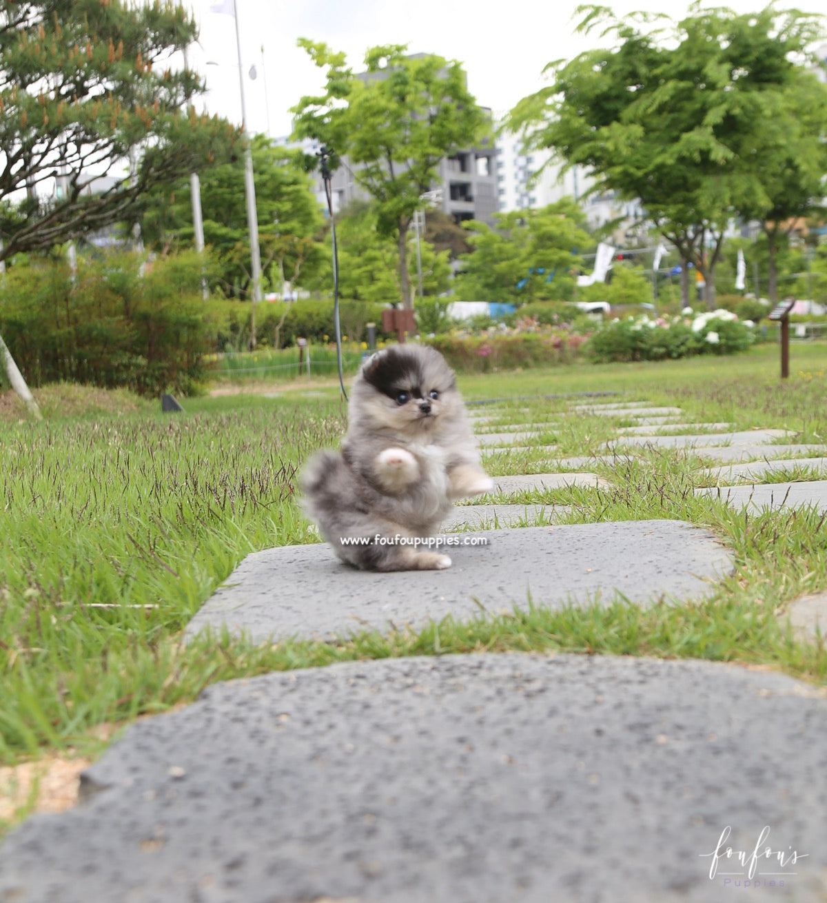 Bandit - Pomeranian M.