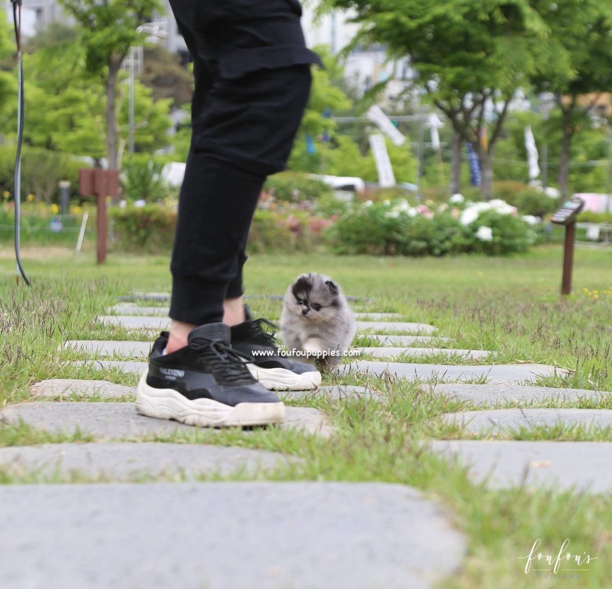 Bandit - Pomeranian M.