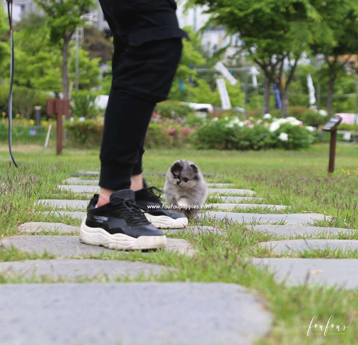 Bandit - Pomeranian M.
