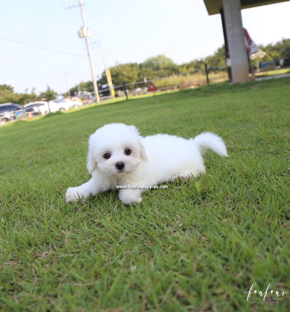 Duke - Coton de Tulear M.