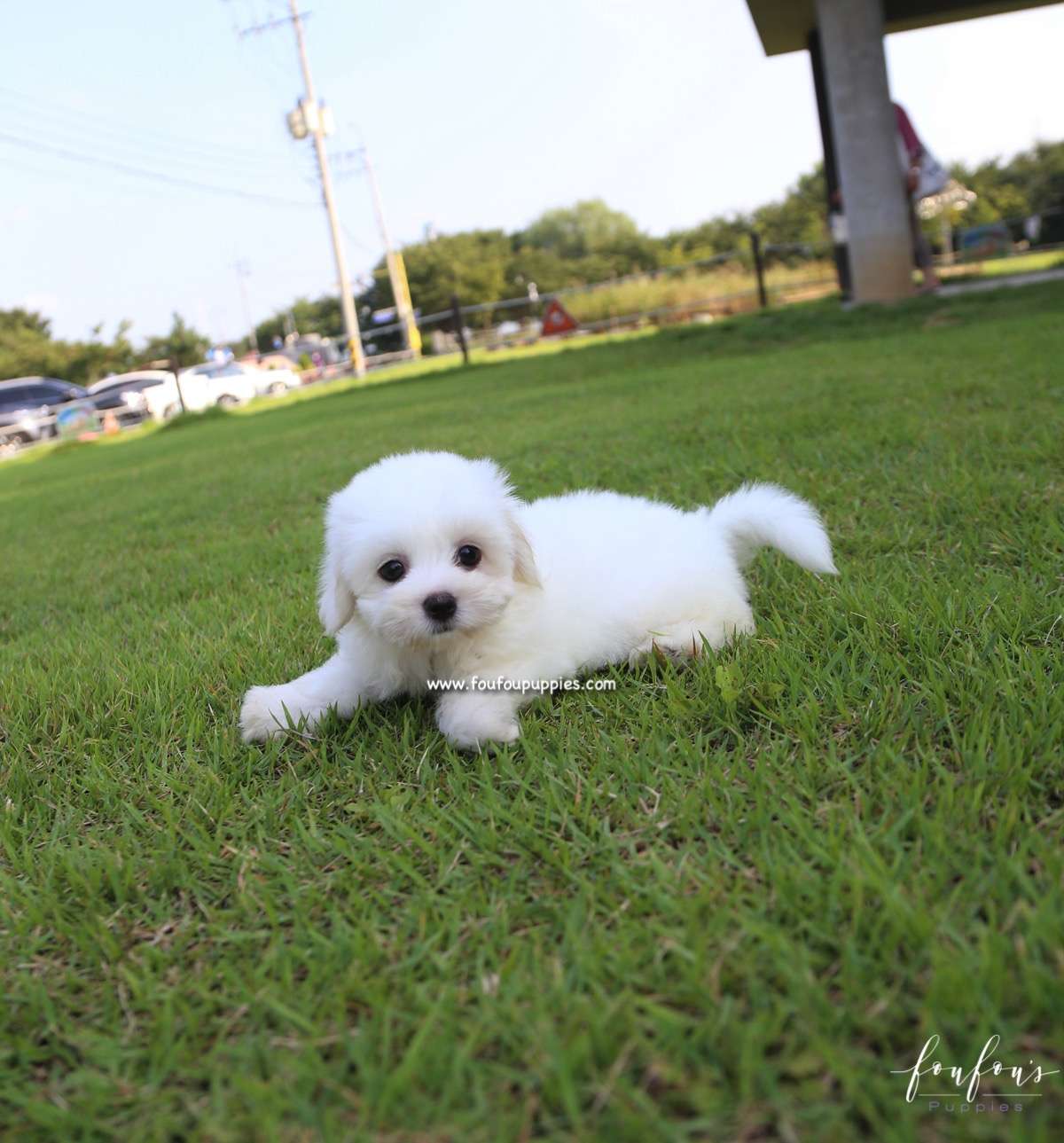 Duke - Coton de Tulear M.