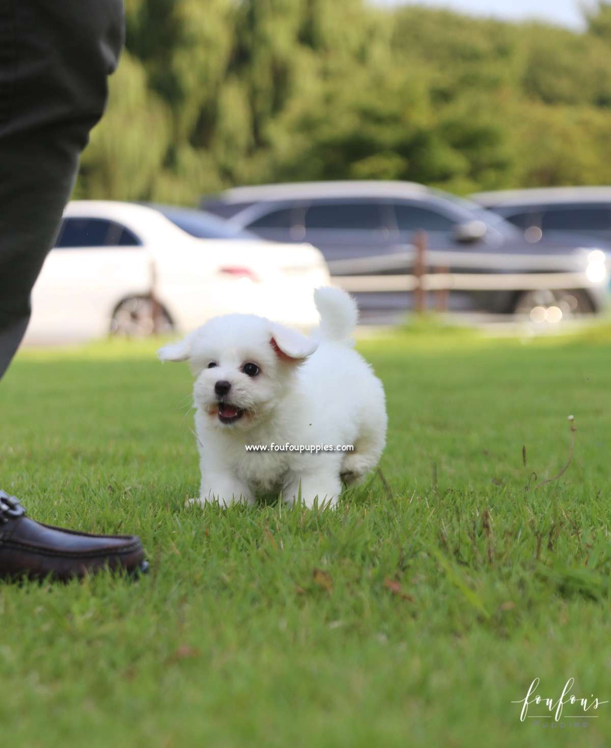 Duke - Coton de Tulear M.