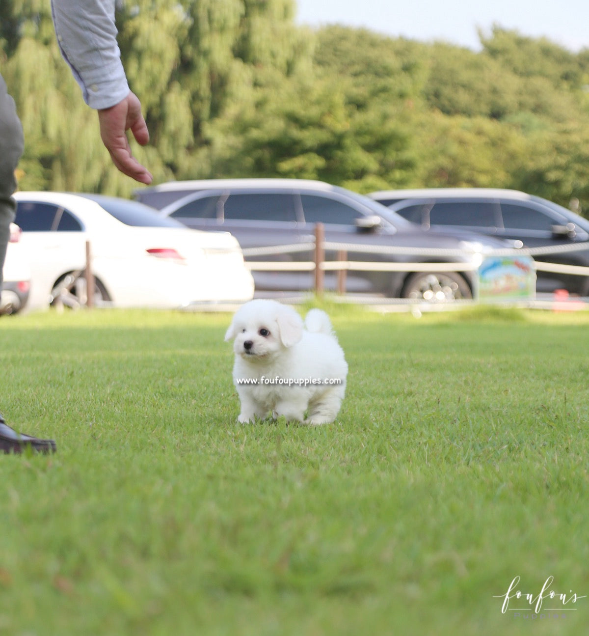 Duke - Coton de Tulear M.