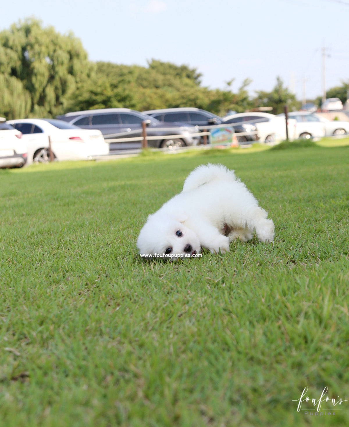 Duke - Coton de Tulear M.