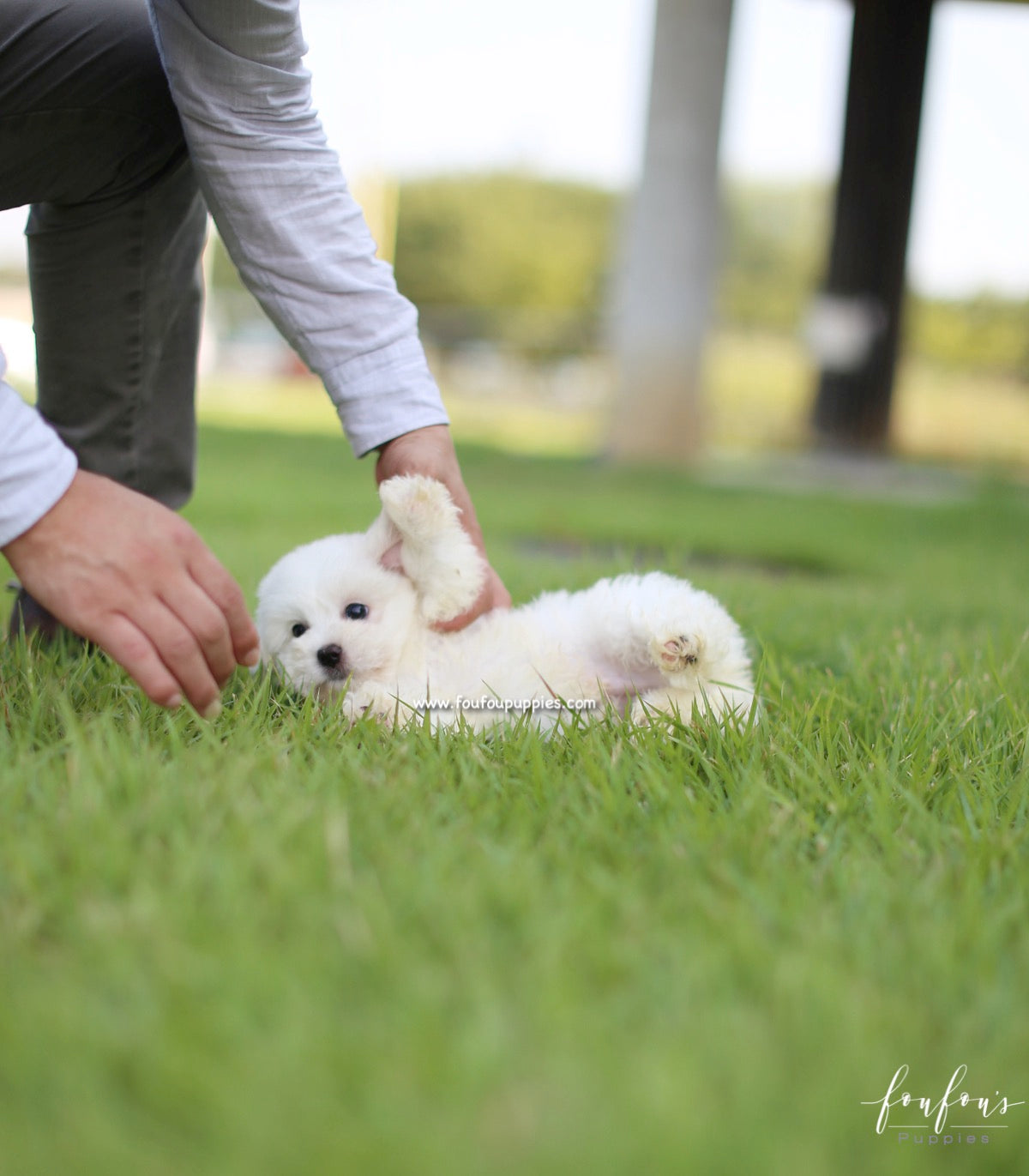 Duke - Coton de Tulear M.