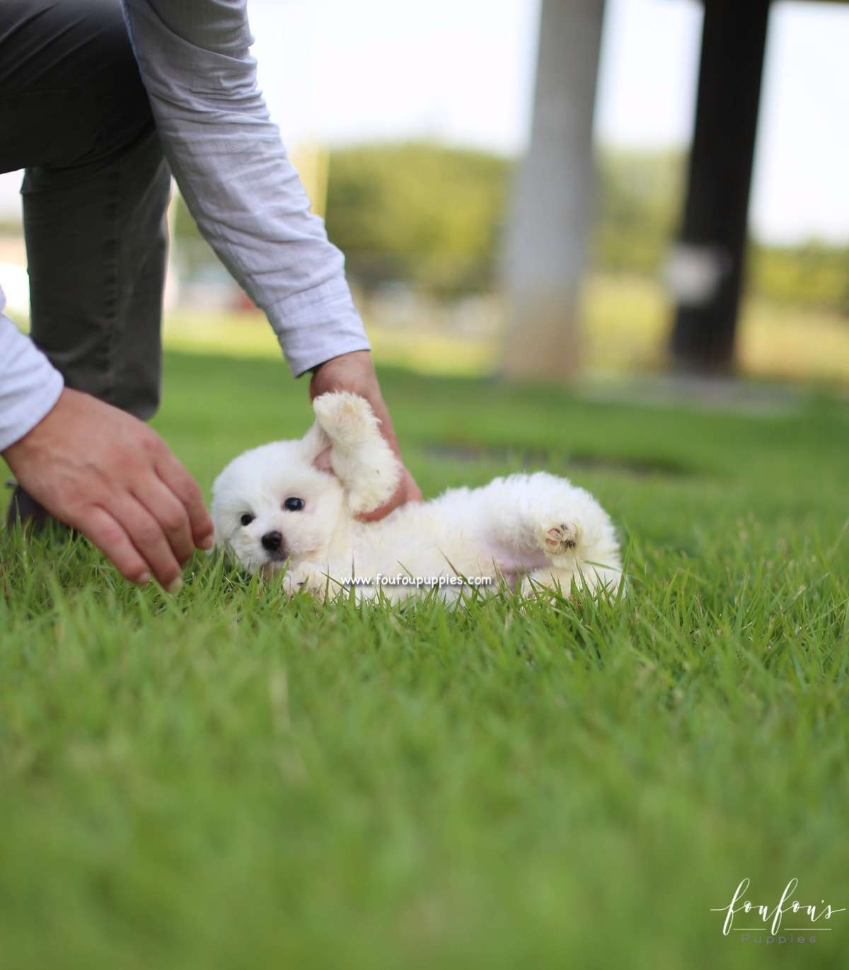 Duke - Coton de Tulear M.