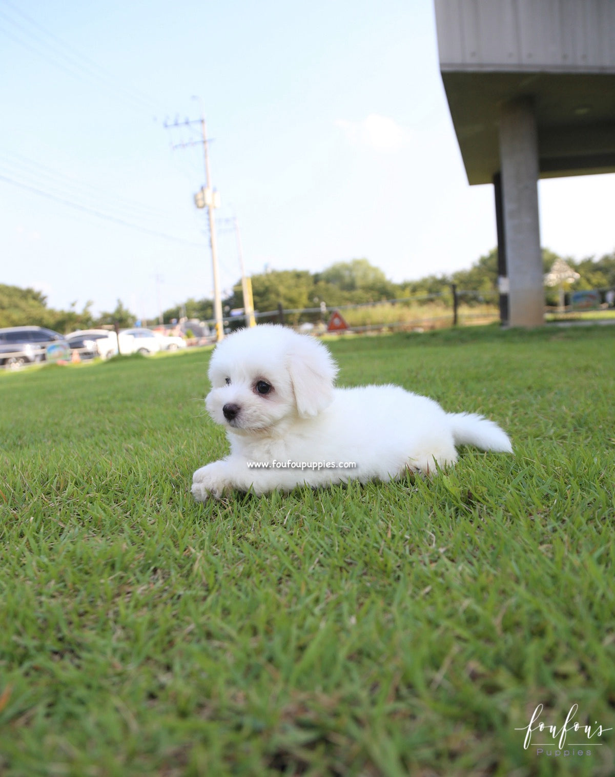 Duke - Coton de Tulear M.