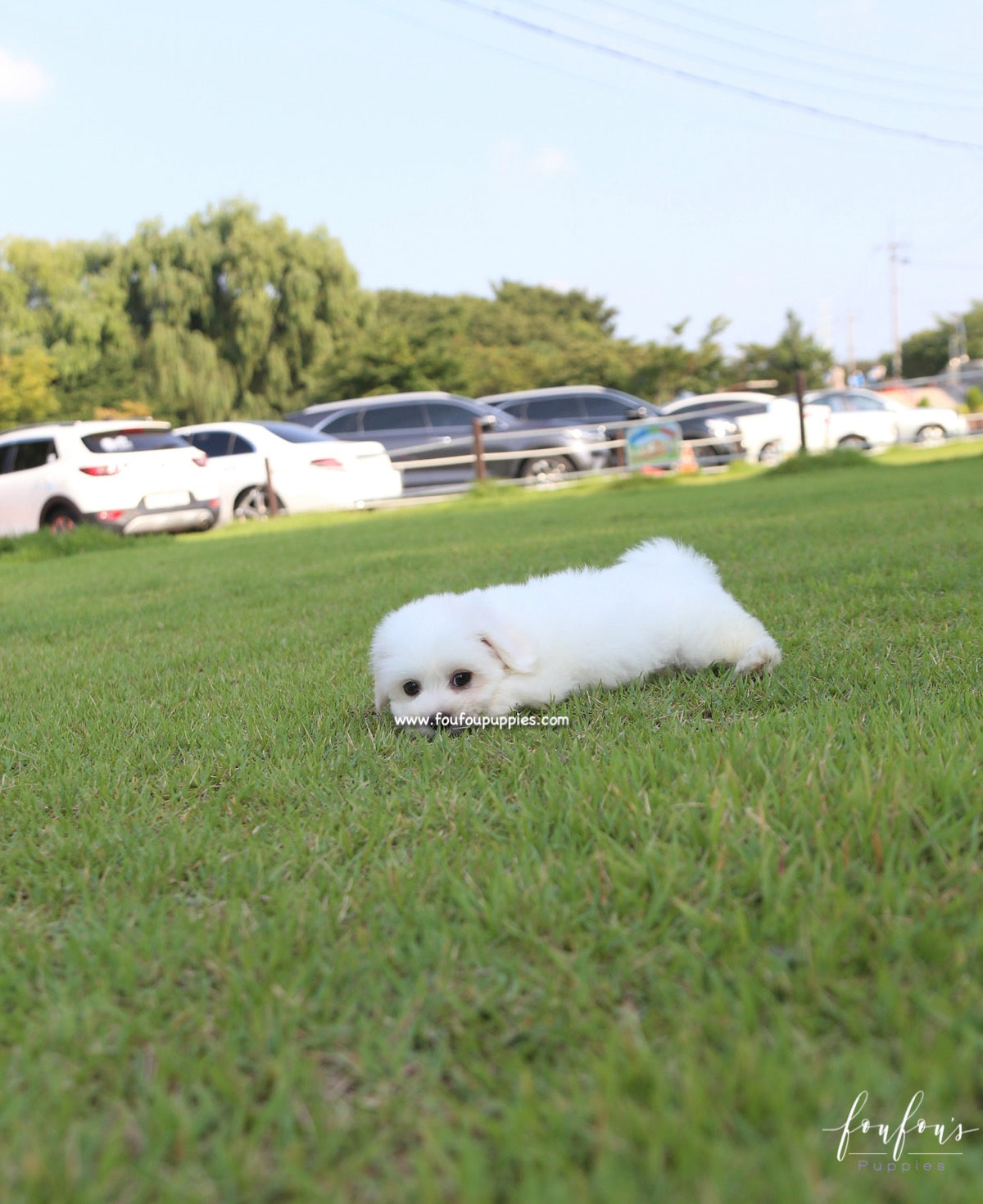 Duke - Coton de Tulear M.