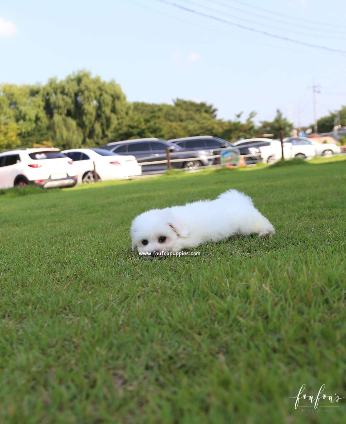 Duke - Coton de Tulear M.