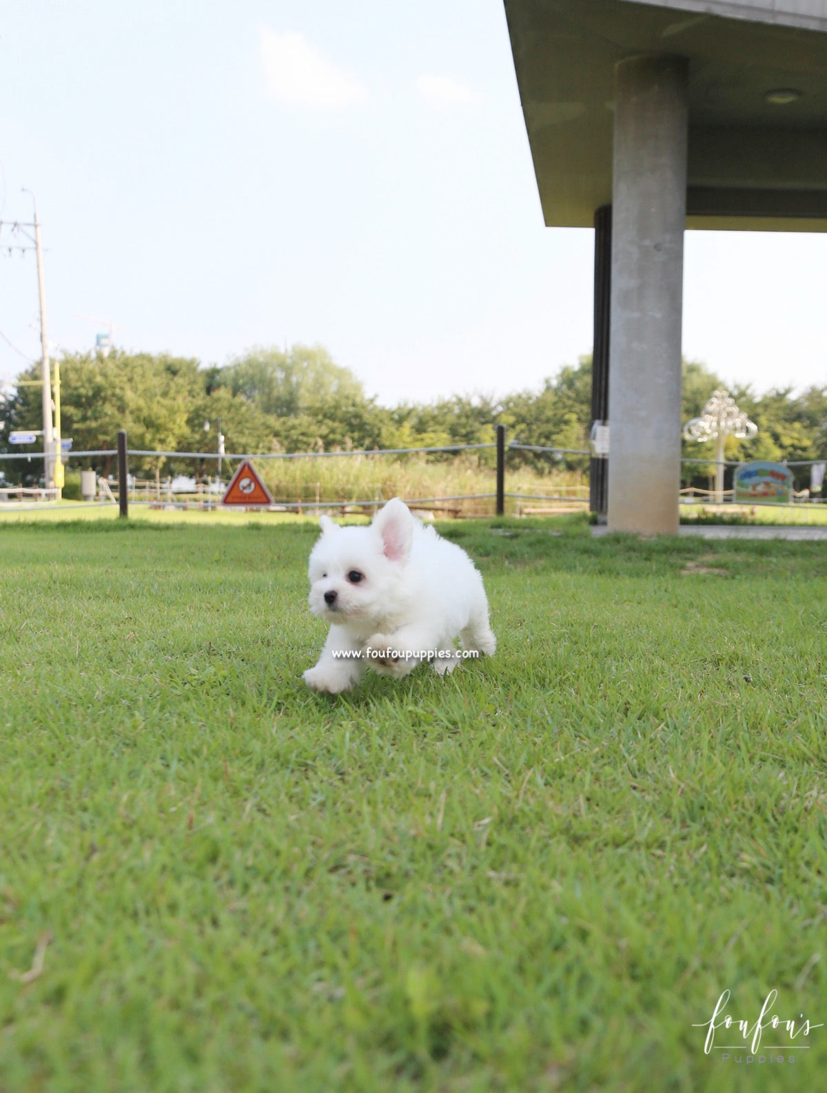 Duke - Coton de Tulear M.