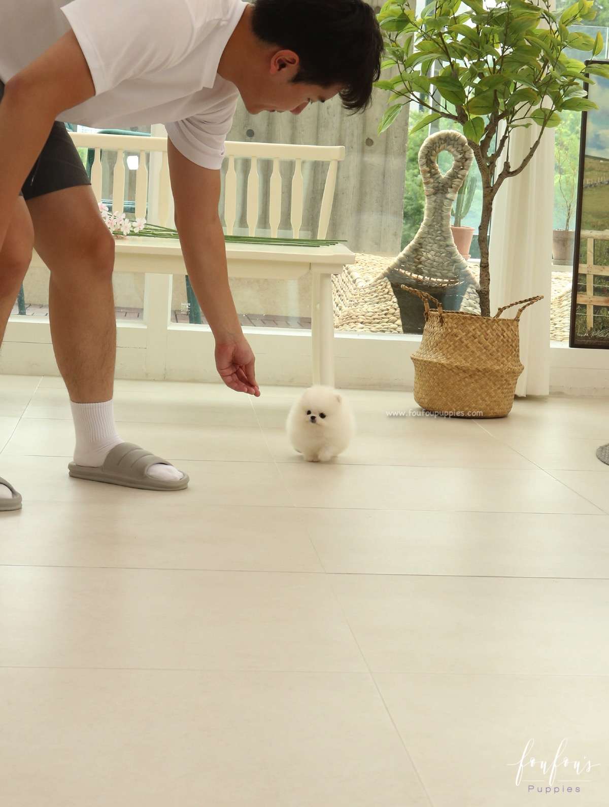BooBear - Pomeranian M.