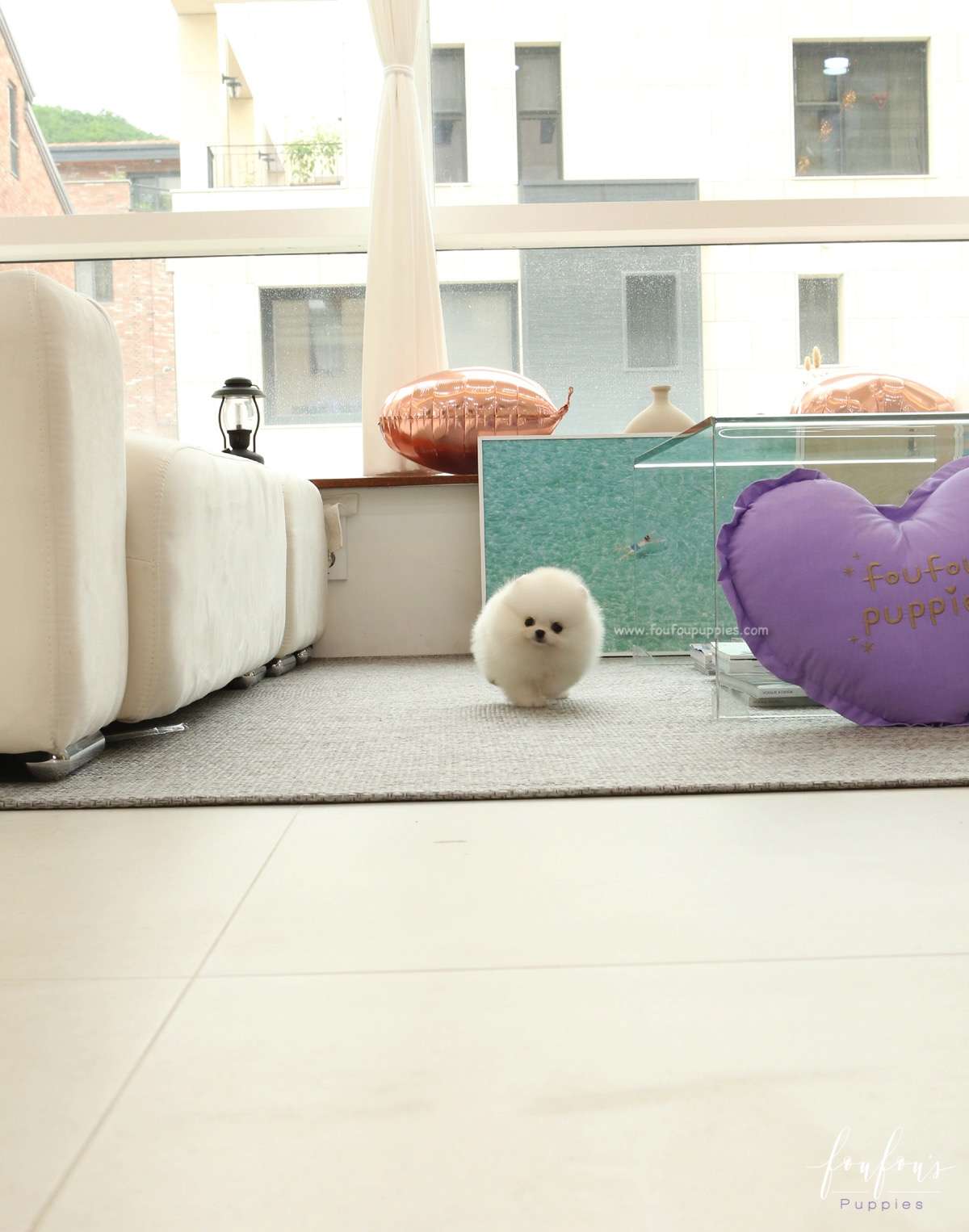 BooBear - Pomeranian M.