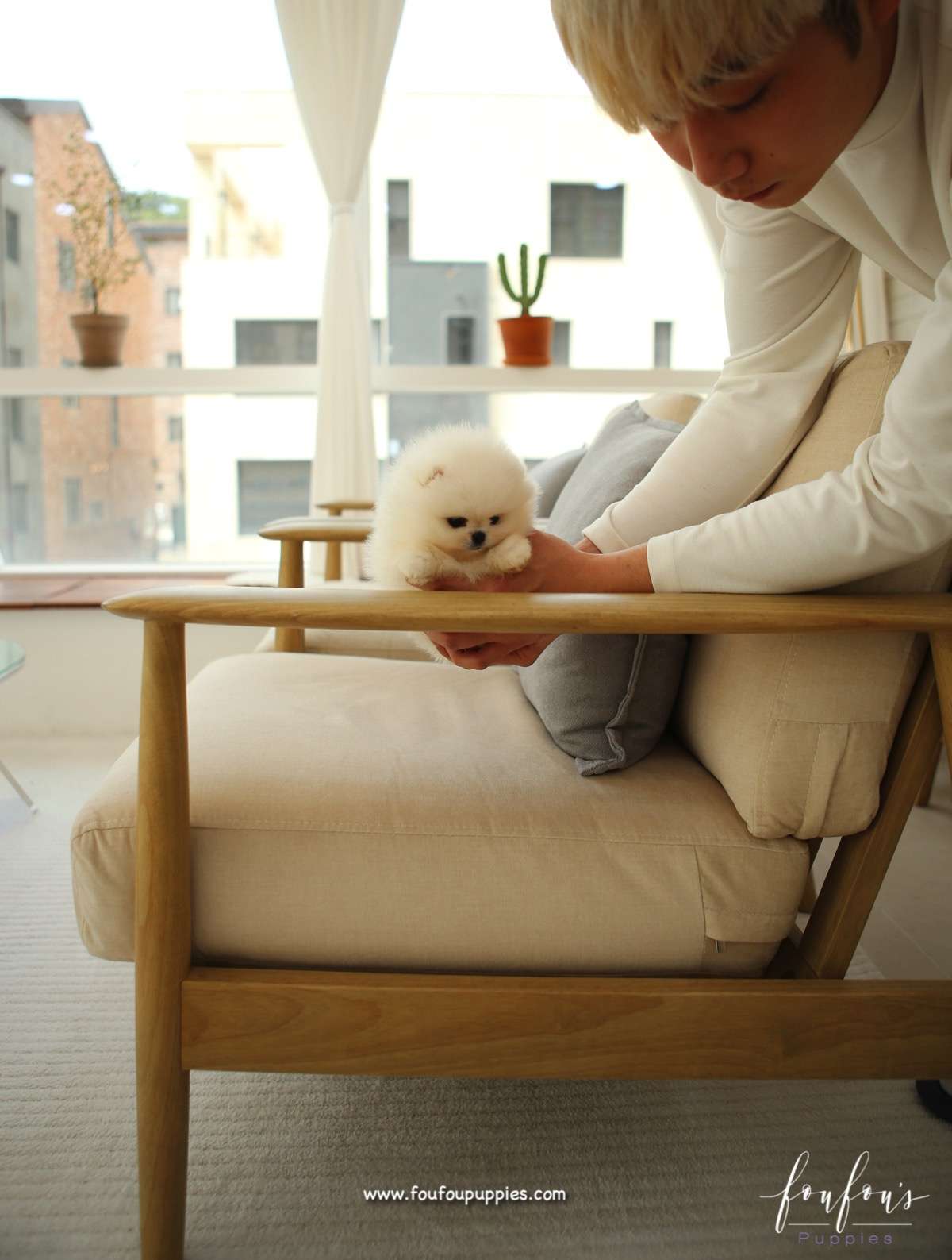 Bear - Pomeranian M.